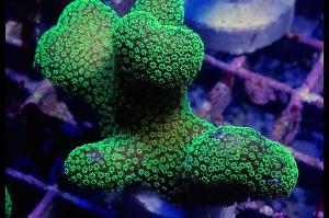 Green Stylophora Thumbnail