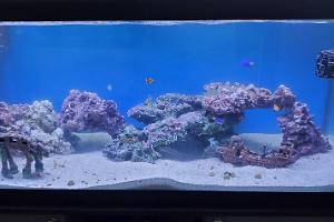 Murphy 75Gw/20G-Sump Aquarium Thumbnail