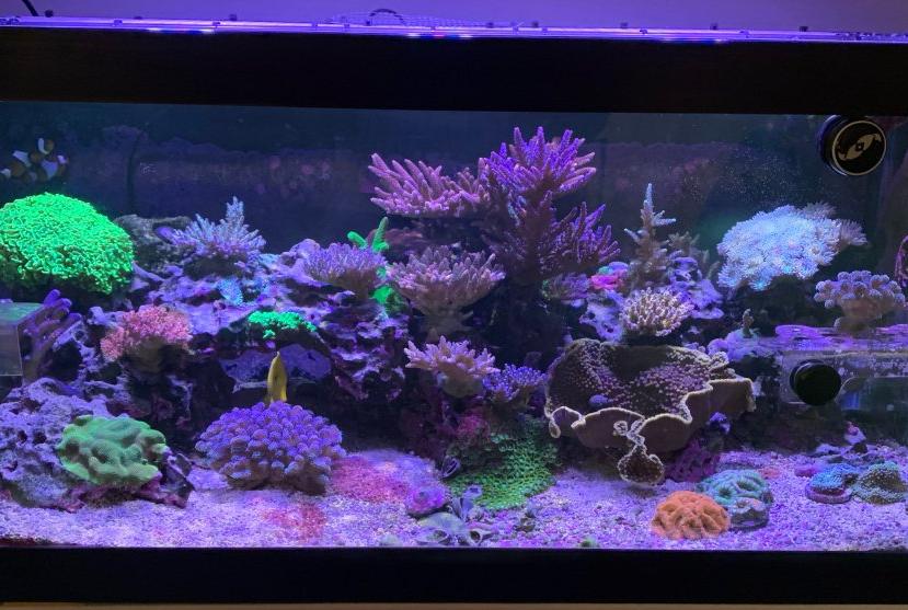 40G SPS/LPS Reef on January 14, 2021