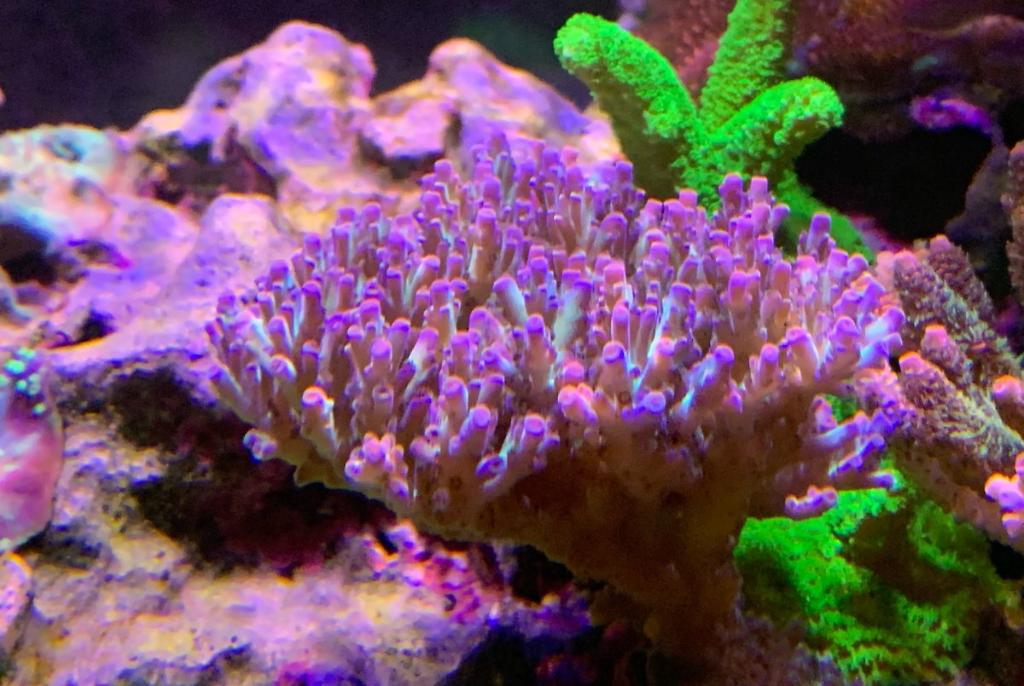 40G SPS/LPS Reef on January 14, 2021