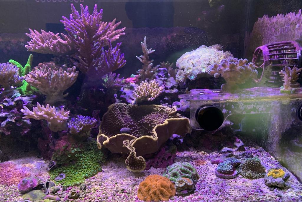 40G SPS/LPS Reef on January 14, 2021