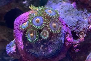 Miami Hurricane Zoanthid Thumbnail