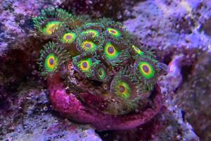 Rasta Zoanthid Thumbnail