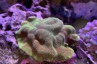 Jf Special Porites Coral Thumbnail