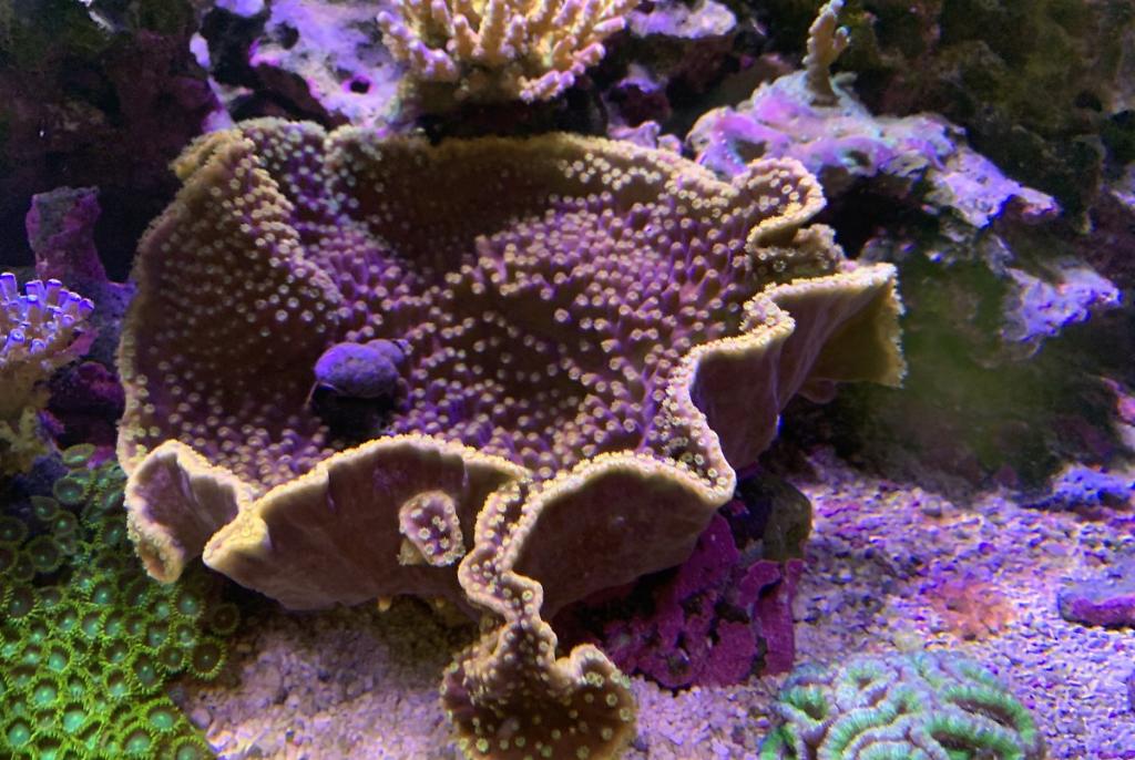 Purple Scroll Cup Coral