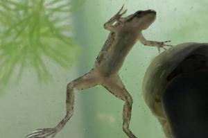 African Dwarf Frog Thumbnail