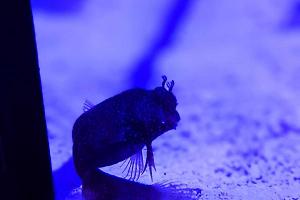 Starry Blenny Thumbnail