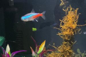 Neon Tetra Thumbnail