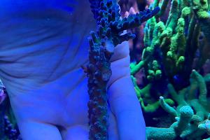 Acropora tort Thumbnail