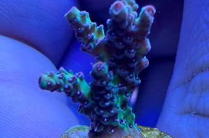 Acropora hyacinthus red planet Thumbnail