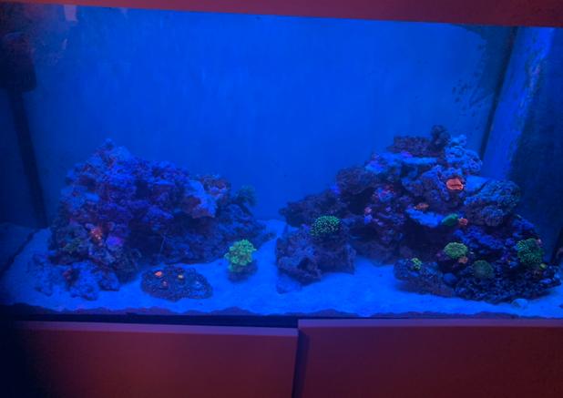 My Aquarium on Jan 21, 2021