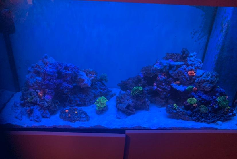 My Aquarium on Jan 21, 2021