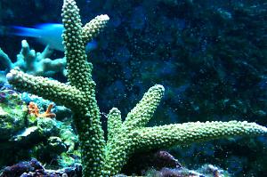 Acropora Formosa