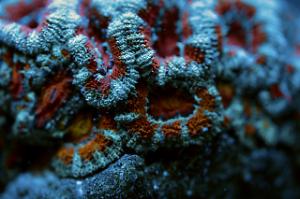 Acan