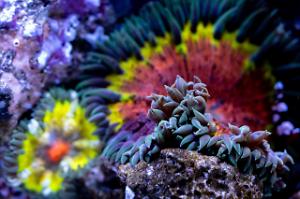 Flower Rock Anemone