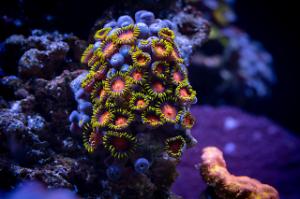 Zoa