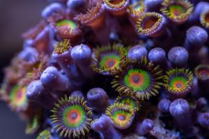 Zoa