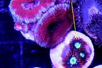 Acan Thumbnail