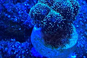 Green Pocillopora Thumbnail