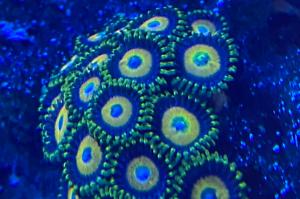 Zoa - Scrambled Eggs Thumbnail