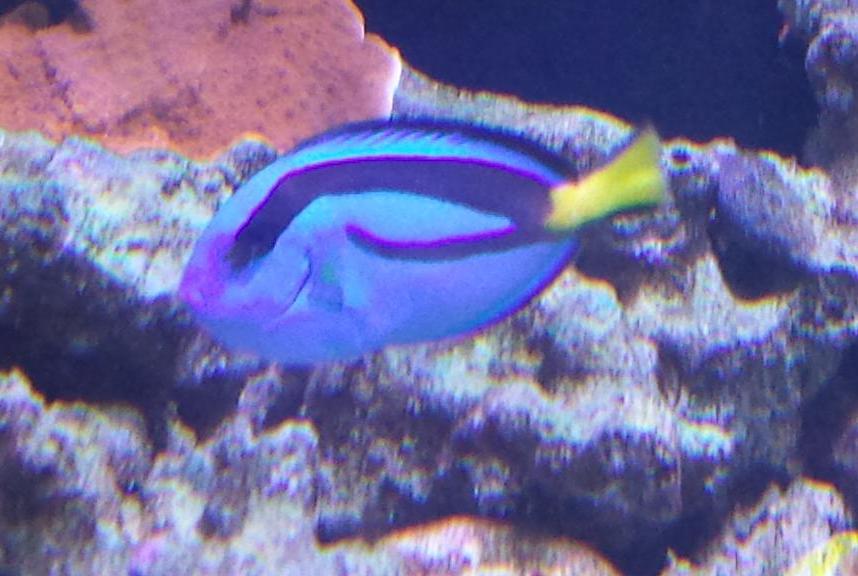 Blue Tang