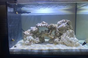 Dillon’s Reef Tank Thumbnail