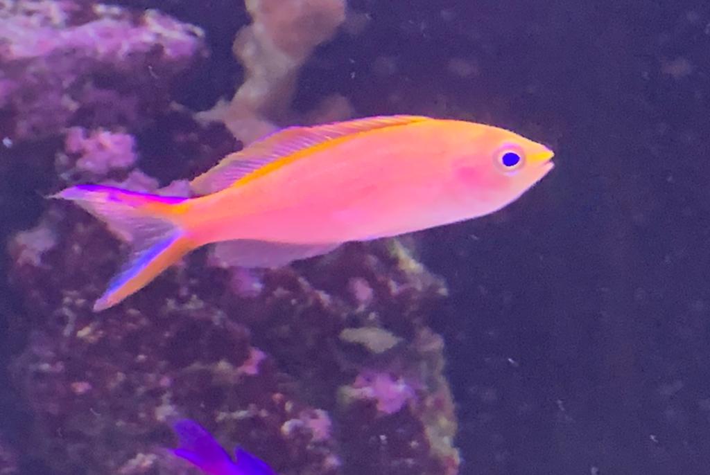 Princess Anthias