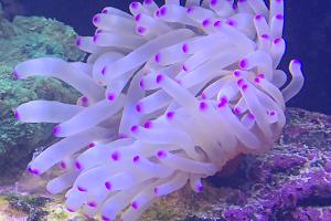 Condy Anemone