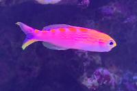 Rode Zadel Anthias