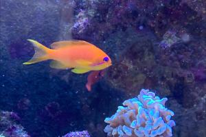 Lyretail Anthias Thumbnail