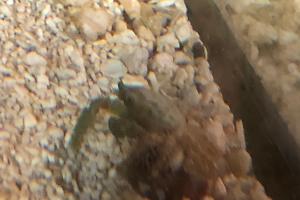 Emerald Crab Thumbnail