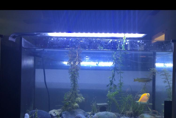 Bedroom Tank on Feb 7, 2021