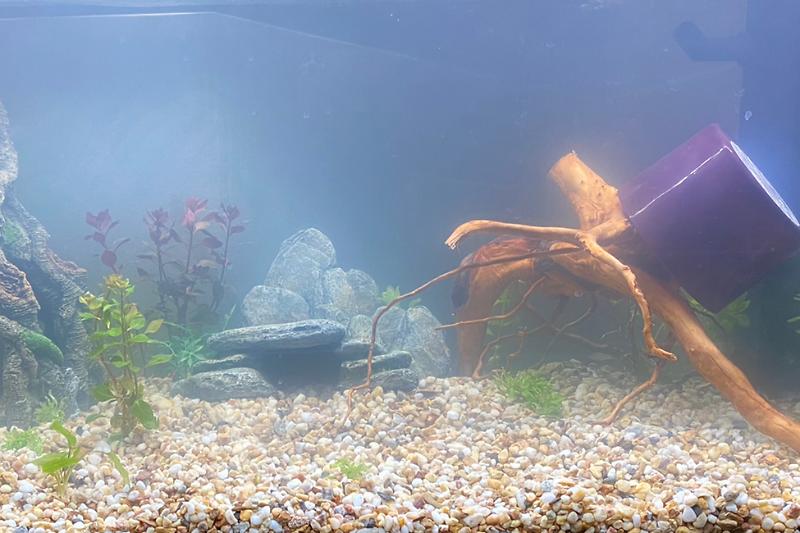 My Aquarium Thumbnail