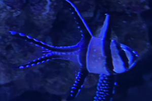 Banggai Cardinalfish Thumbnail