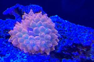 Rose Rainbow Bubble Tip Anemone Thumbnail