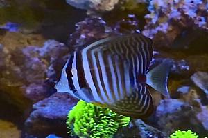 Red Sea Sailfin Tang Thumbnail