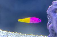 Royal dottyback Thumbnail