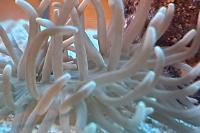 Long tentacle anemone Thumbnail