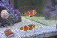 Ocellaris clownfish Thumbnail