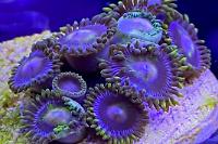 Blow Pop Zoanthid Thumbnail