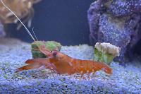 Japanese Pistol Shrimp Thumbnail