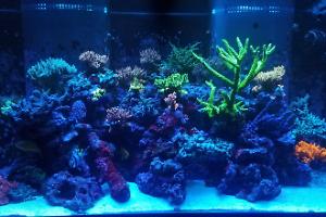 120 Gallon Thumbnail