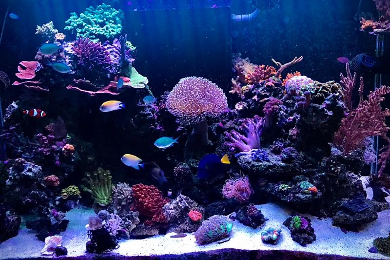 Mixed reef Thumbnail