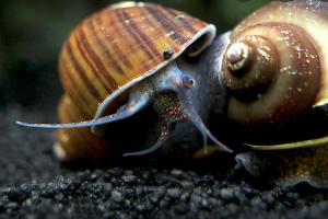 Black mystery snail Thumbnail