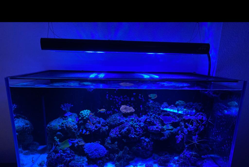 Dream reef on Mar 17, 2021