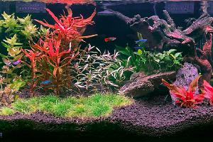 26 Gallon Planted Thumbnail