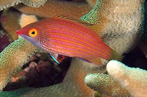 Pink Streaked Wrasse Thumbnail