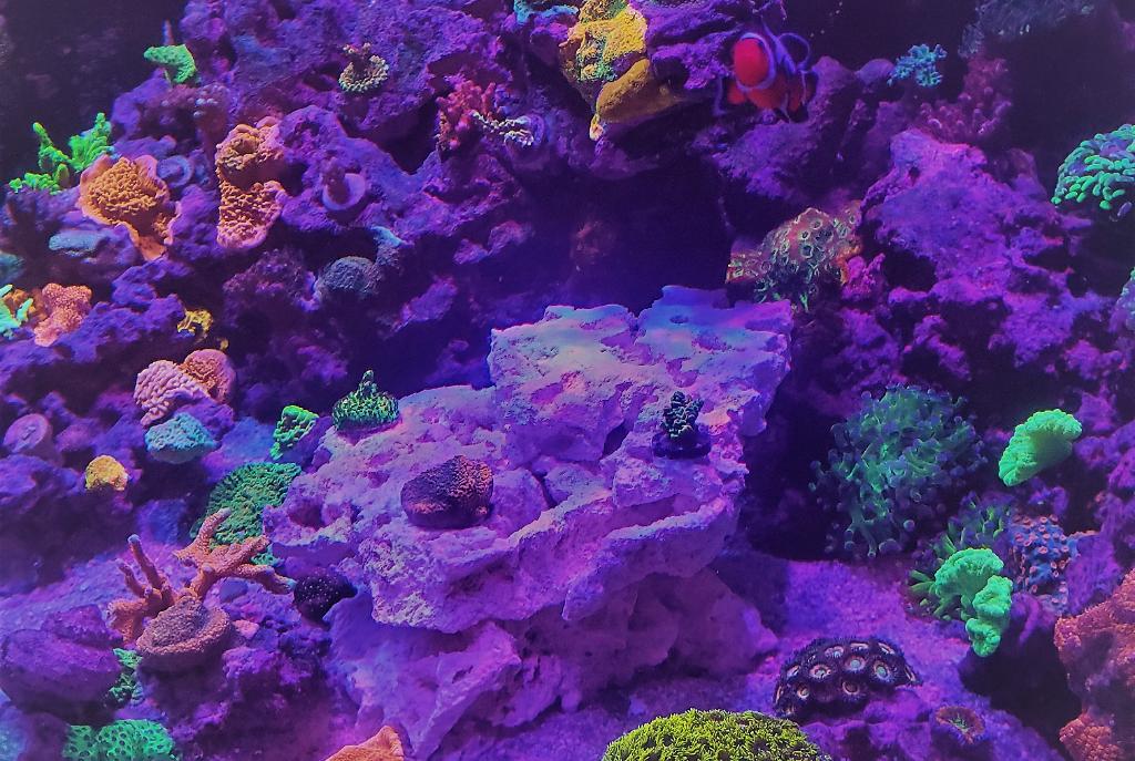 My Aquarium on March 20, 2021