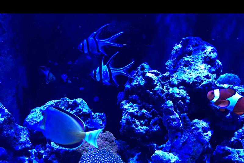 125 reef Thumbnail