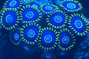 Zoa - Blue Hornet Thumbnail